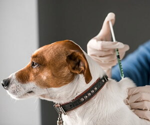 Termín očkovania psov proti besnote a psinke